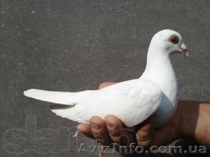 ГОЛУБИ в Харькове,  выпуск голубей Харьков,  выпускать голубей #879590