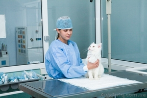 Вызов ветеринара на дом. Черкассы #885056