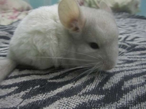 Продам ручных шиншиллят #888442