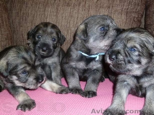  Очаровательные Щенки миттельшнауцера #877816