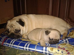 Мопс мальчик,  документы КСУ,  FCI #885214