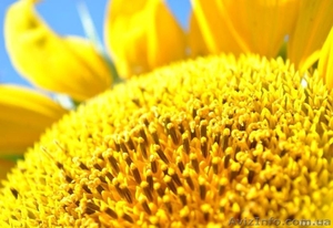 посевной материал подсолнечника,  СЗР #886096