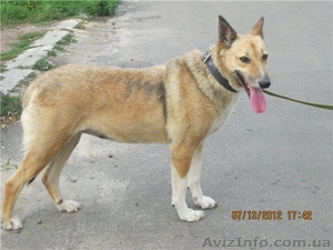 Крупная собака Альма в добрые руки охранник #881043