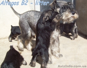 Миттельшнауцер,  щенки #875430