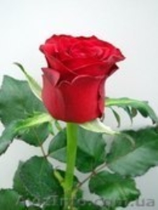 продам розы.специально для Вас прямо с грядки. #887735