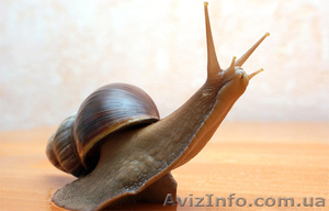 гиганские улитки Ахатины #891195