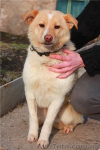 Милая и ласковая собачка в хорошую семью #877907