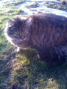 Отдам замечательного  кота Барсика в хорошие руки #890357