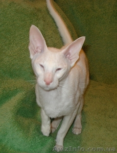 Белая сиамская кошечка - ФОРИНВАЙТ #873746