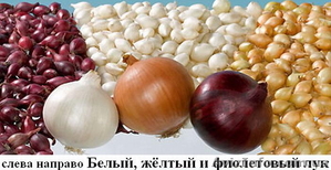 лук-севок(арпаджика) #873487