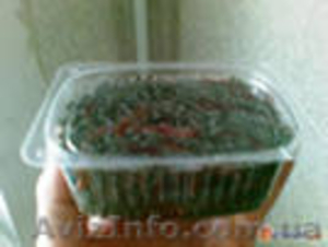 наживка применяемая для рыбной ловли #885884