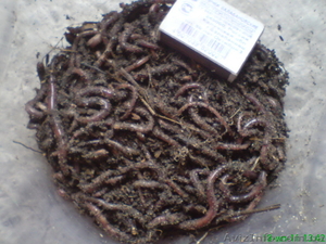 Червь Старатель #885855