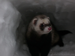 ВЯЗКА ХОРЬКОВ  0501615706 #873342