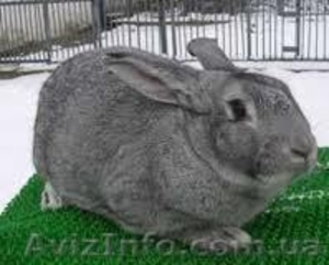 Кролики акселераты породы шиншилла #883192