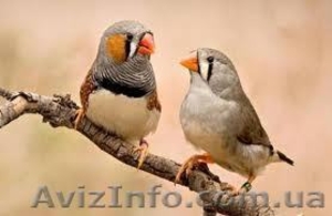 ПОДАРЮ  в Хорошие  и Надежные руки Семью Зебровых Амадинов #886888