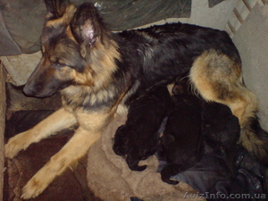 Старо-Немецкая Восточно Европейская Овчарка #891455