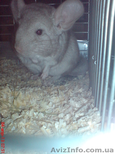 Продам шиншиллят недорого #886344