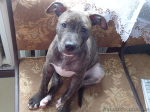 продается щенок американского стаффордширского терьера #884047