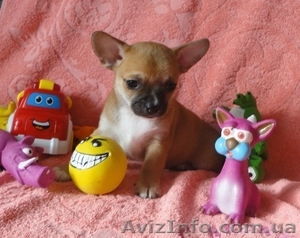 Чихуашки очаровашки отличные щенки #881518