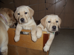 продаем щенков лабрадора #879833