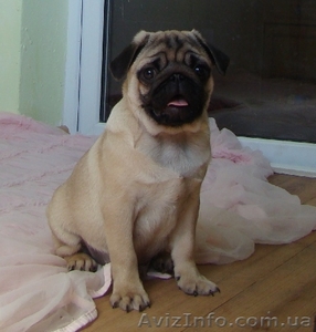 щенки мопсов из питомника Mauntain Spring #847626