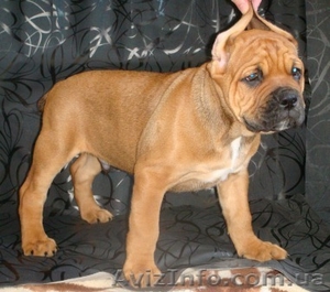 Кане-Корсо. Рыжий мальчик шоу-класса. #875636