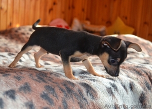 Той-терьер,  мини мальчик #887276