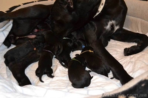 Щенки породы Кане корсо,  элит класса с родословной. #892801