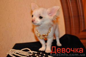 Элитная мини чихуахуа! #884542