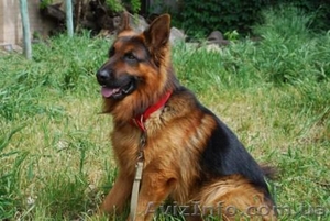кобель немецкой овчарки #891766