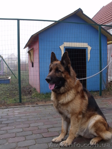 Щенки немецкой овчарки продам  #883573