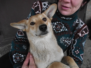 Отдам в хорошие руки собак-подростков #876467