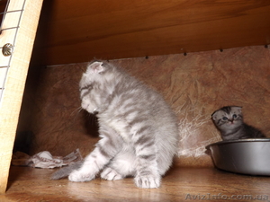 шотландцы и британцы #891203