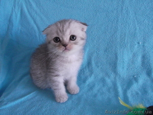 Продаются вислоушки и прямоушки #885702