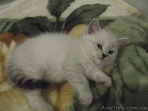Котенок британской шиншиллы #891592