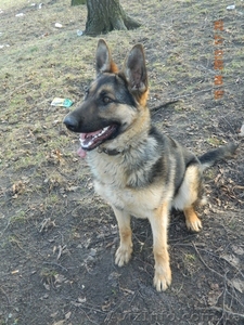 продам нем.Овчарку #883785