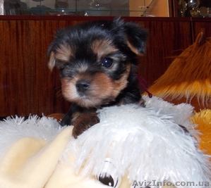 Йоркширский терьер девочки #877515