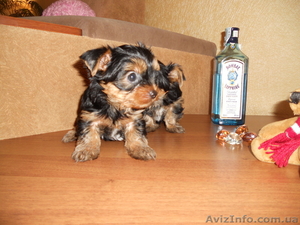 сказочной красоты детки - йоркширского терьера!!! #875638