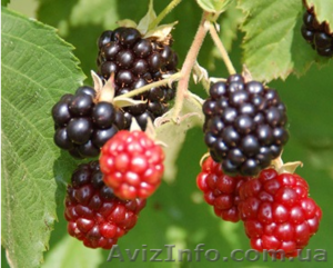 Саженцы ежевики сорт Торнфри(без шипов) американской селекции. #884943