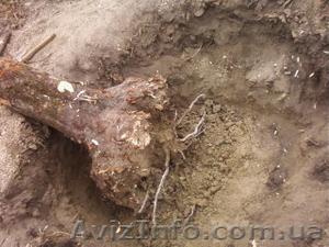 Корчевание пней Киев #877565