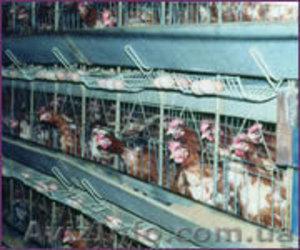 Лента конвейерная для удаления помета из птичника #892764