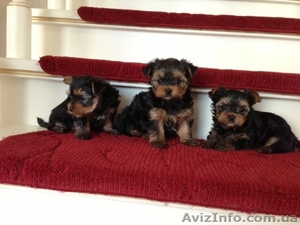 Красивые малыши-Йорки #881785