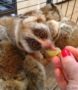 Лори Толстый,  Куканг купить можно у нас #876853