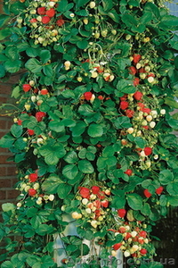 вьющаяся клубника #876634