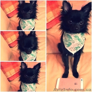 Породистый кобель чихуахуа предлагается для вязки ! #878065