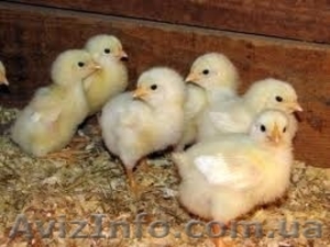 Цыплята бройлеров #878918
