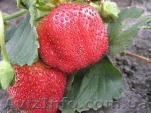 Продам саженцы крупноплоплодной клубники #884343