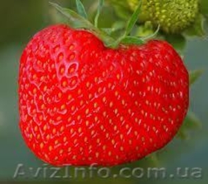 Продам рассаду крупноплоплодной клубники #874296