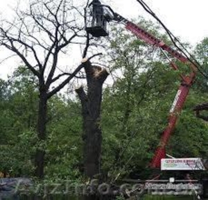 Обрезка деревьев спиливание деревьев #877442