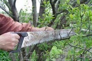 Обрезка деревьев киев. вывоз мусора,  Киев #877464